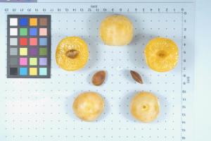 Click for 1 image(s) for this accession. FRUIT